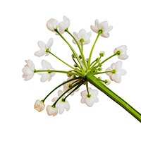 Rural Farm Stay Punjab